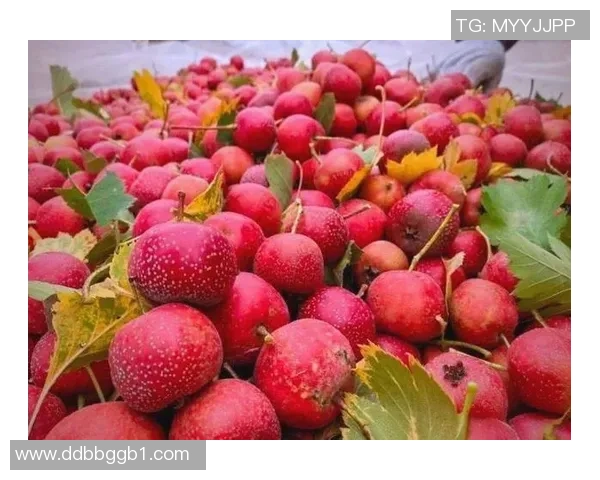 陈强独家分享篮球心得与技巧助你提升球技的全面指南